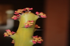 Euphorbia caducifolia